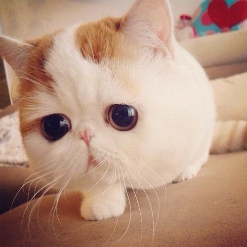 big-eyes-cat-1