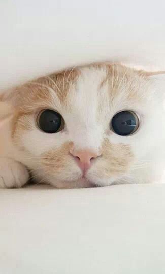 big-eyes-cat-3