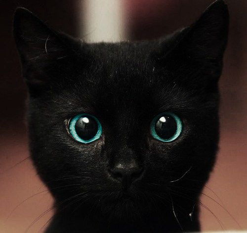 big-eyes-cat-6