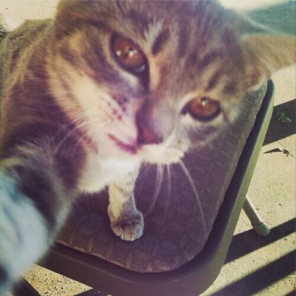 cat-selfies-2