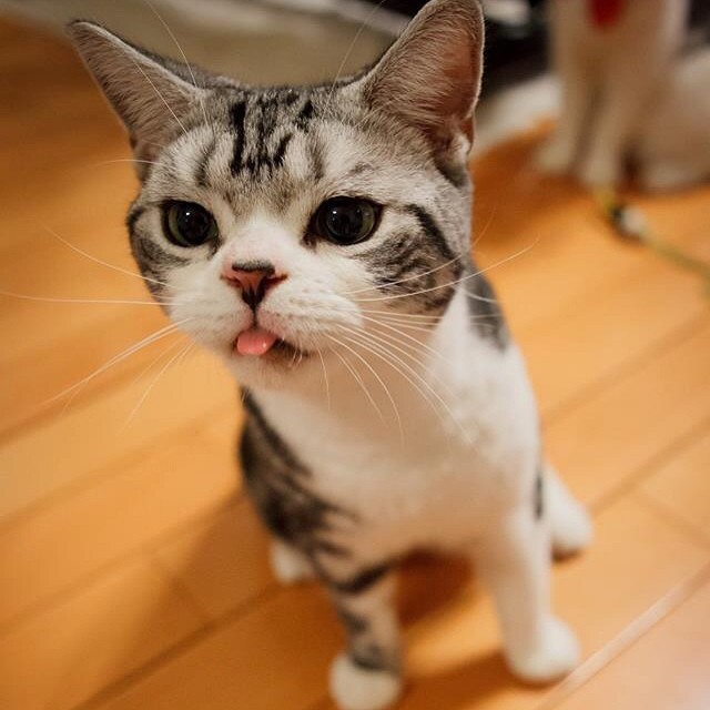 cat-tongue-out-3