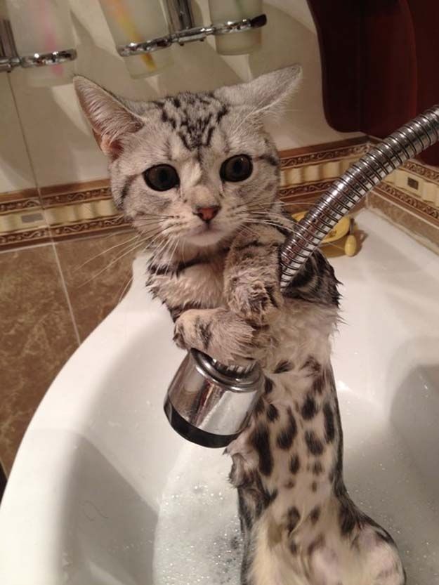 cat-water