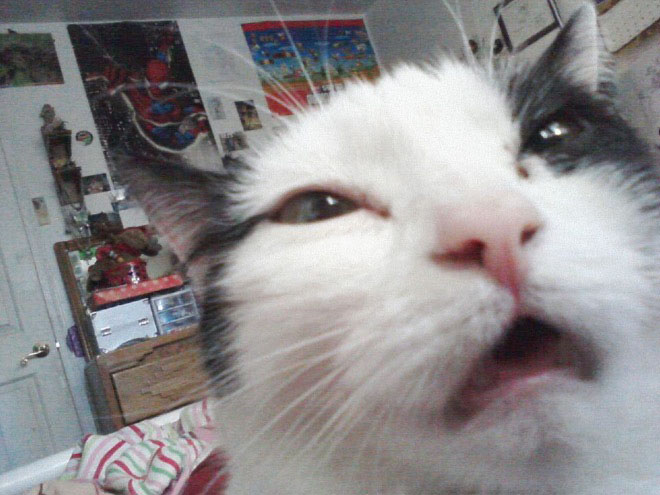 cats-taking-selfies-13