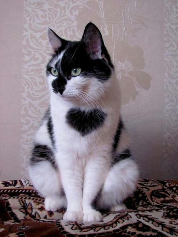 l-Love-the-Heart-on-this-cats-fur.-Beautiful.