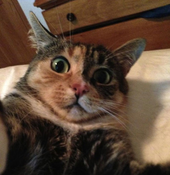 second-cat-selfie_0