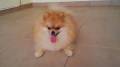 Jual Anjing Pomeranian