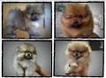 Jual Anjing Pomeranian