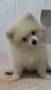 Jual Anjing Pomeranian
