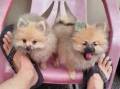 Jual Anjing Pomeranian