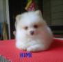 Jual Anjing Pomeranian