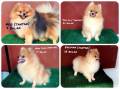 Jual Anjing Pomeranian