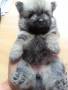 Jual Anjing Pomeranian