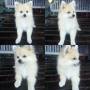 Jual Anjing Pomeranian