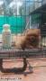 Jual Anjing Pomeranian