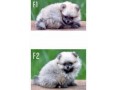 Jual Anjing Pomeranian