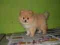 Jual Anjing Pomeranian