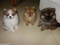 Jual Anjing Pomeranian