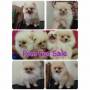 Jual Anjing Pomeranian