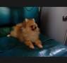 Jual Anjing Pomeranian