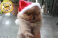Jual Anjing Pomeranian