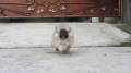 Jual Anjing Pomeranian