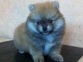Jual Anjing Pomeranian