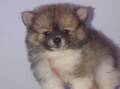 Jual Anjing Pomeranian