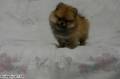 Jual Anjing Pomeranian