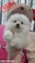 Jual Anjing Pomeranian