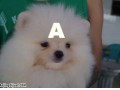 Jual Anjing Pomeranian