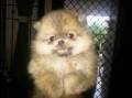 Jual Anjing Pomeranian