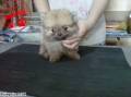 Jual Anjing Pomeranian