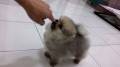 Jual Anjing Pomeranian