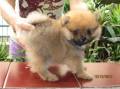 Jual Anjing Pomeranian