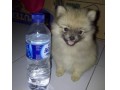 Jual Anjing Pomeranian