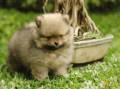 Jual Anjing Pomeranian