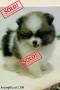 Jual Anjing Pomeranian