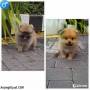 Jual Anjing Pomeranian