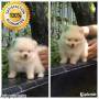 Jual Anjing Pomeranian