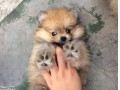 Jual Anjing Pomeranian