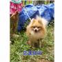 Jual Anjing Pomeranian