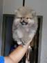 Jual Anjing Pomeranian