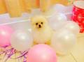 Jual Anjing Pomeranian