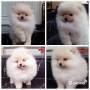 Jual Anjing Pomeranian