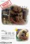 Jual Anjing Pomeranian