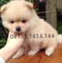 Jual Anjing Pomeranian