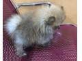 Jual Anjing Pomeranian
