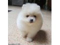 Jual Anjing Pomeranian