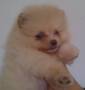 Jual Anjing Pomeranian