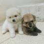 Jual Anjing Pomeranian